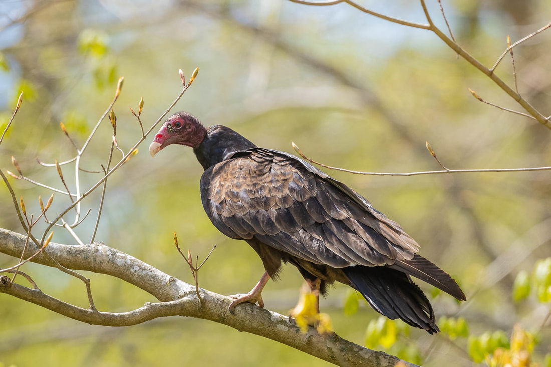 News Bird Of The Month Photo Contest March 2021 Turkey Vulture Western Cuyahoga Audubon 
